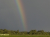 REGENBOOG