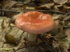 STEVIGE BRAAKRUSSULA