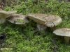 GRIJSGROENE MELKZWAM