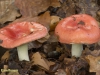 STEVIGE BRAAKRUSSULA