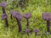 AMETHISTZWAM