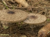 Paddestoel 25