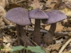 VIOLETTE GORDIJNZWAM