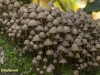 BUNDELCHLOORMYCENA