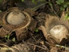 GEKRAAGDE AARDSTER