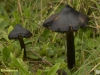 ZWARTWORDENDE WASPLAAT