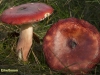 APPELRUSSULA
