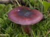 DUIVELSBROODRUSSULA