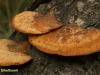 VERMILJOENHOUTZWAM