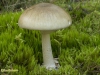 GROENE KNOLAMANIET