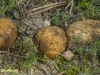 OKERKLEURIGE VEZELTRUFFEL