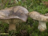 GROFPLAATRUSSULA