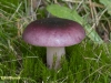 DUIVELSBROODRUSSULA