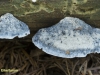 BLAUWE KAASZWAM