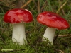 NAALDBOS BRAAKRUSSULA