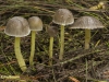 GRASKLEEFSTEELMYCENA