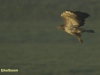 BUIZERD 2016
