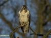 BUIZERD 2016