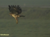 BUIZERD 2016