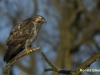 BUIZERD 2016