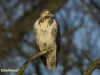 BUIZERD 2016
