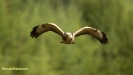 JONGE BUIZERD 2017