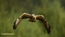 JONGE BUIZERD 2017