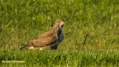 BUIZERD 2018