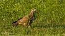BUIZERD 2018