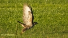 BUIZERD 2018