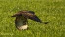BUIZERD 2018