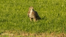 BUIZERD 2018