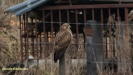 BUIZERD 2018