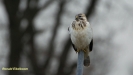 BUIZERD 2018