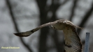 BUIZERD 2018