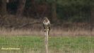 BUIZERD 2018