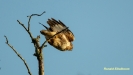 BUIZERD 2019