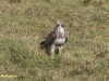BUIZERD