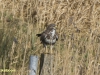 BUIZERD