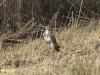 BUIZERD