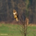 BUIZERD 2020 NC