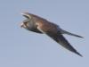 TORENVALK
