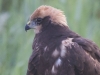 JONGE BRUINE  KIEKENDIEF
