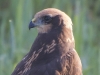 JONGE BRUINE  KIEKENDIEF