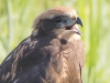 JONGE BRUINE  KIEKENDIEF