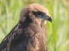 JONGE BRUINE  KIEKENDIEF