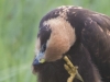 JONGE BRUINE  KIEKENDIEF
