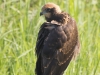 JONGE BRUINE  KIEKENDIEF