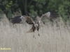 BRUINE KIEKENDIEF