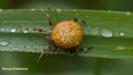 MARMERSPIN
